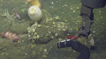 Media type: image;   Invertebrate Zoology 153153 Description: live specimen;
